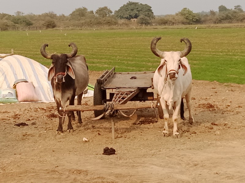 બળદ વેચવા ના છે