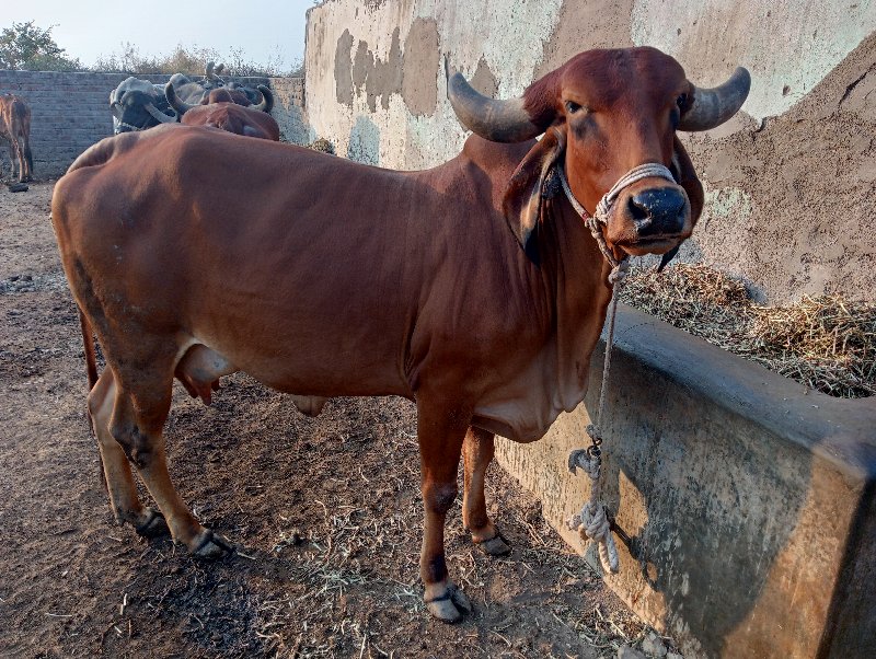 ગીર ગાય વેચવાની...