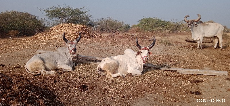 વેચવાના છે