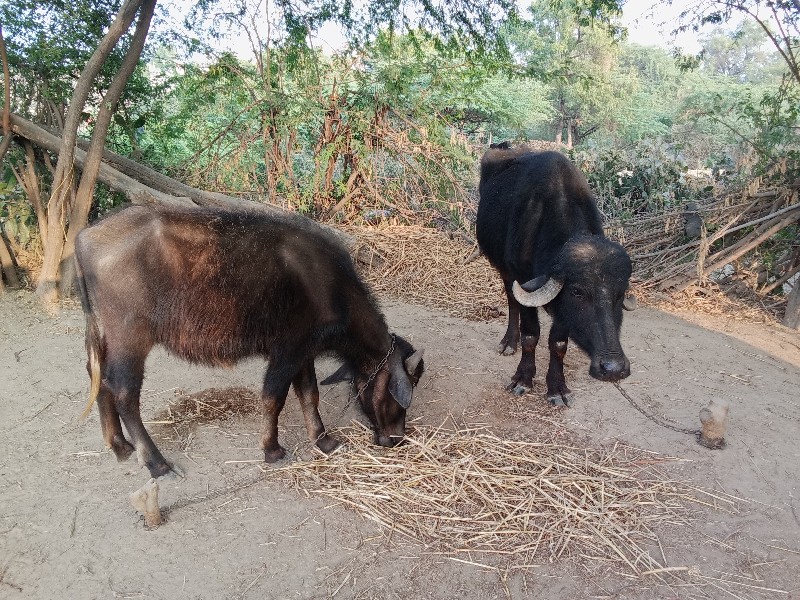 બેખડેલું વેચવાન...