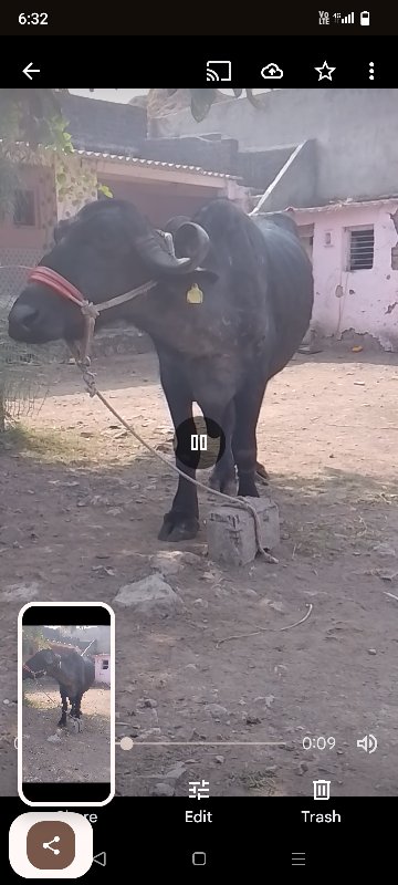 ભેસવેચવાનીછે