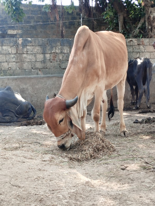 ગોઢલા  વેચવાના...