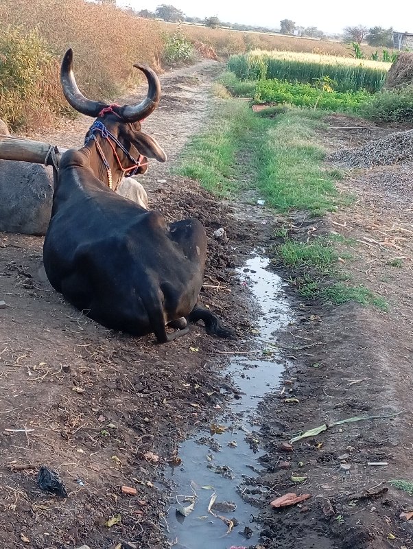 એક ગોધલો વેંચવા...