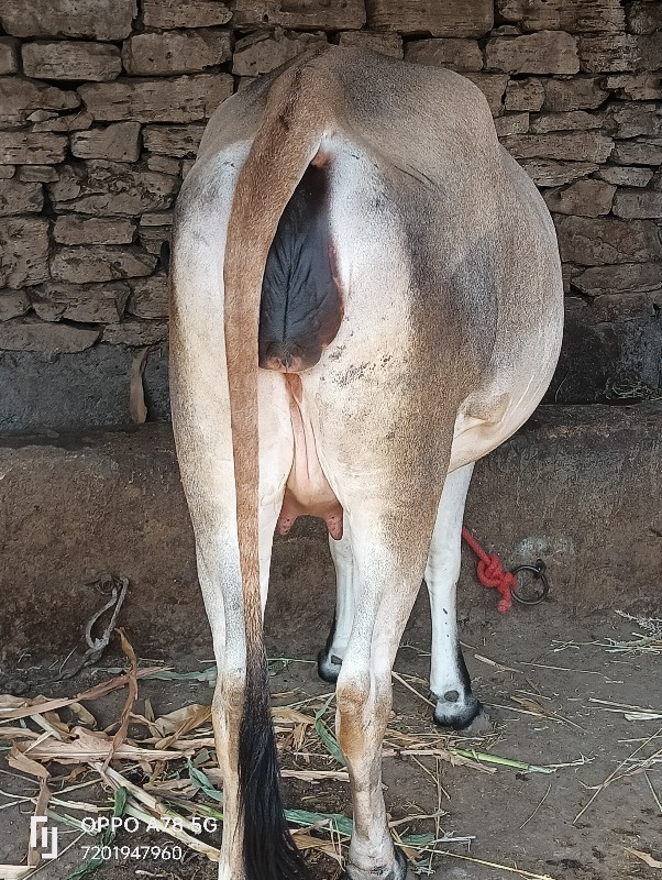 ગાય વેચવાની છે