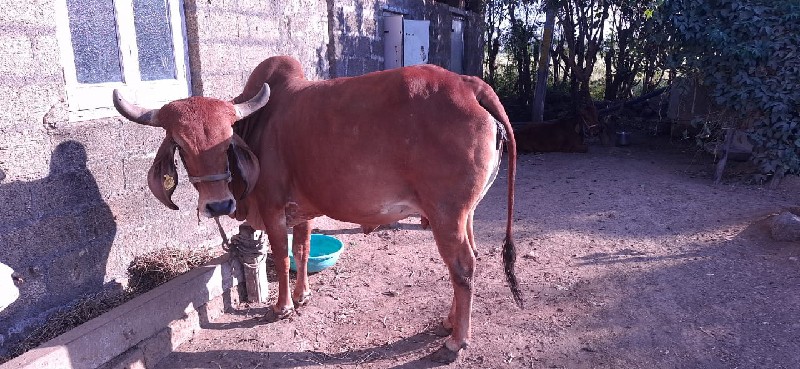 ગાય