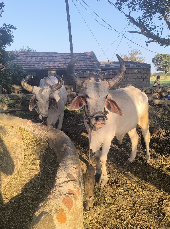 બળદ વેચવાના છે