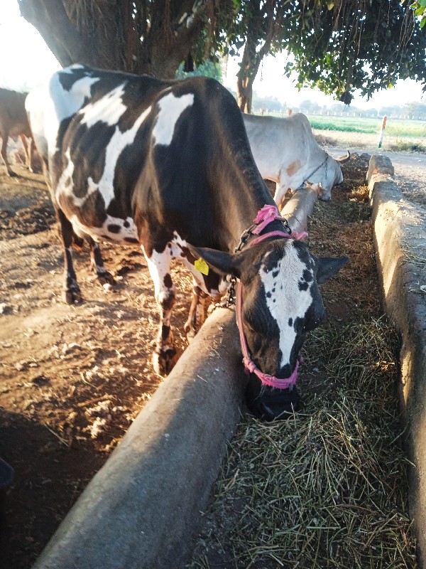 જર્સી 🐄 ગાય વેચ...