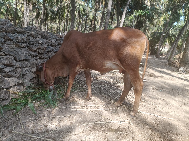 વોડકી વેચવા ની...