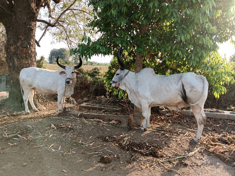 બળદ વેચવાના છે