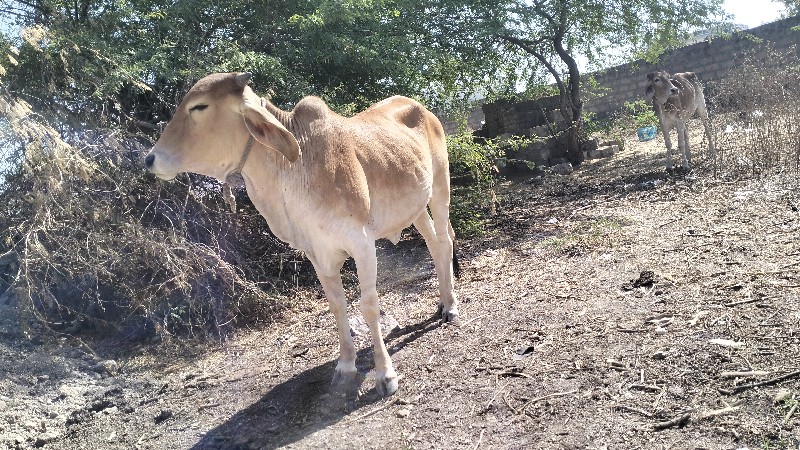 દેસી વાસળી વેચવ...