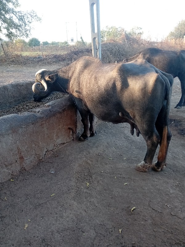 ભેસ વેચવાની