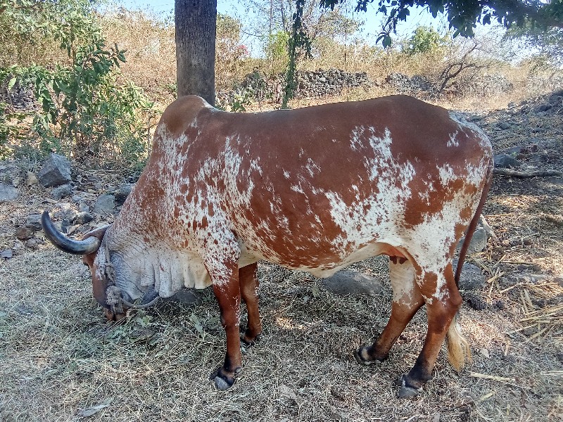 ગાય વેચવાની છે