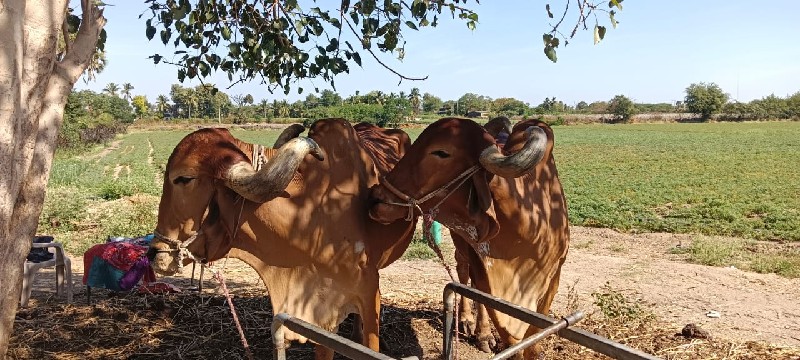 વેચવાના સે