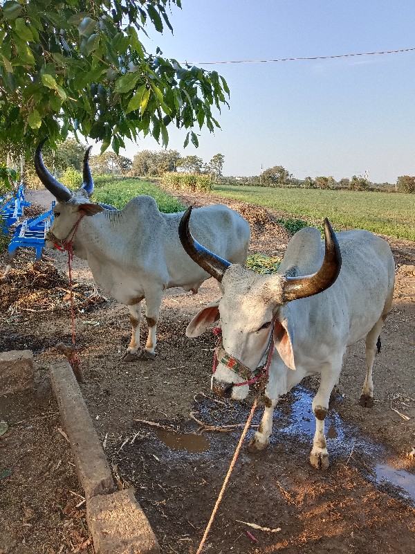 બળદ વેચવાના છે