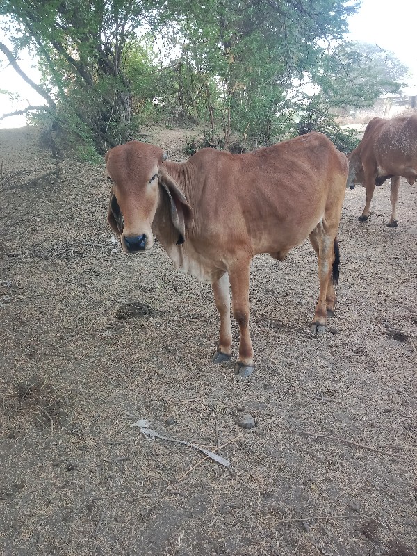 ગીર વાછડી વેચવા...