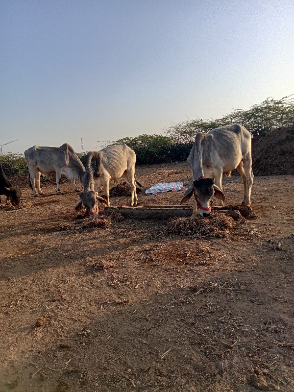 ગોદલા વેચવાના છ...