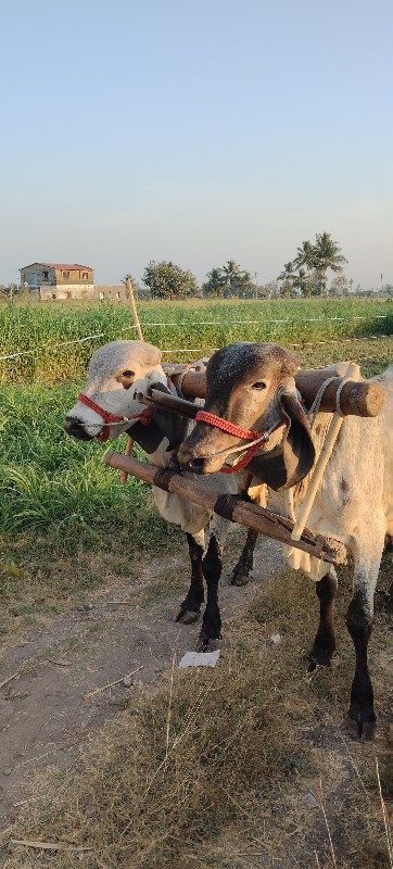 દેશી ગોધલા વેચવ...