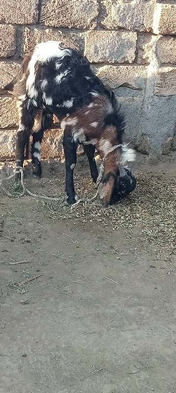 બોકડા વેચવાછે