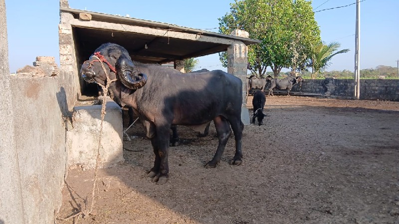 પાડો વેશવા નો છ...