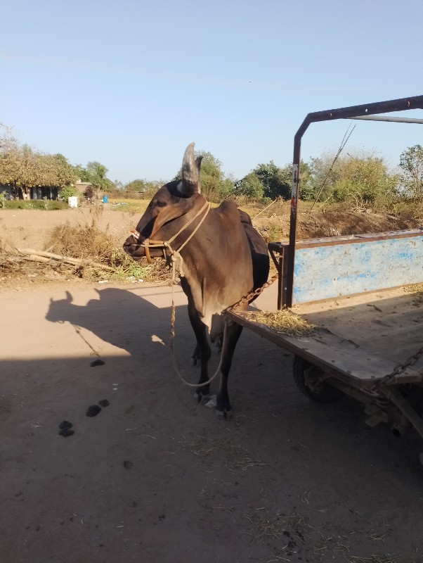 વેચવાનો છે