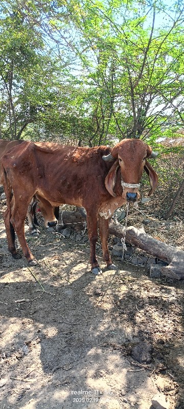 તન  વાછળી વેચવા...