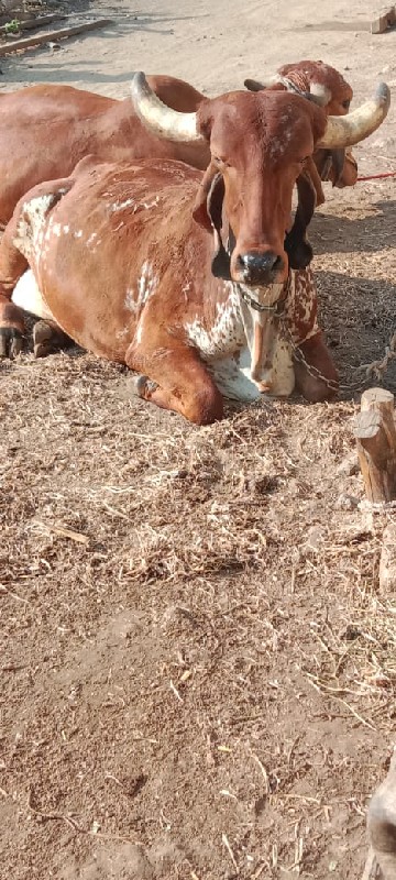 ગાય વેચવાની છે