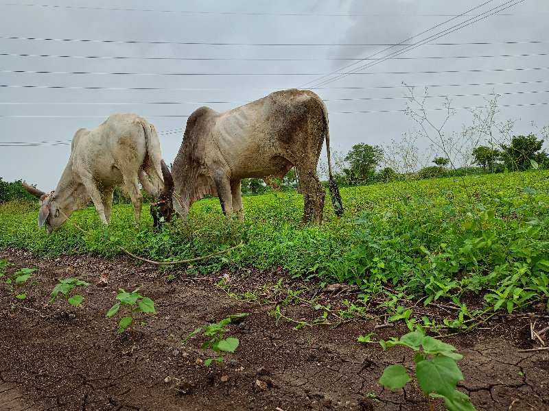 વેચવાના છે