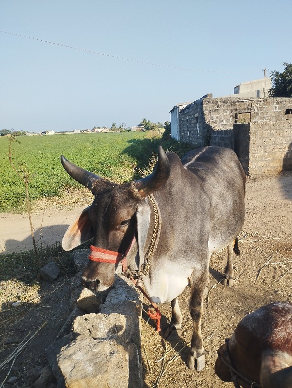 ગાય  વેચવાની છે