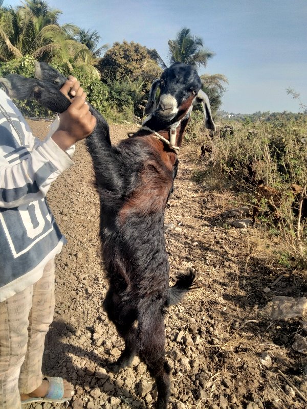 3 Bakra chhe