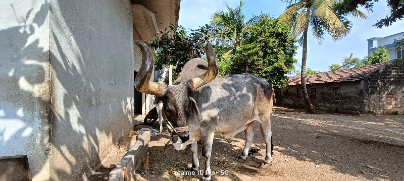 બળદ વેચવાના છે