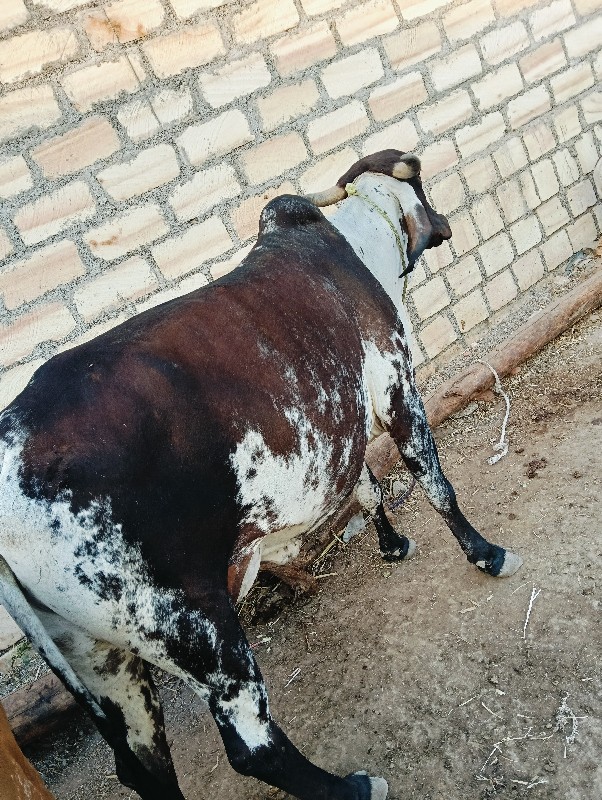 ગાય