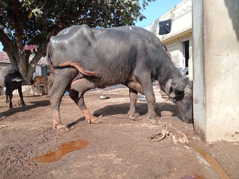 ભેંસ વેચવાની છે...