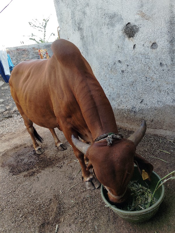 ગીર ગાય