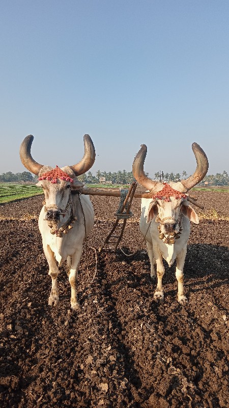 બળદ વેચવાના છે