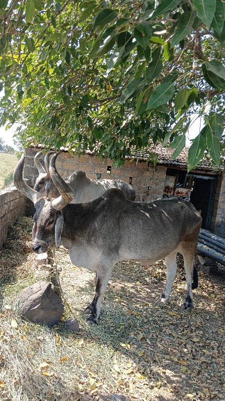 બળદ