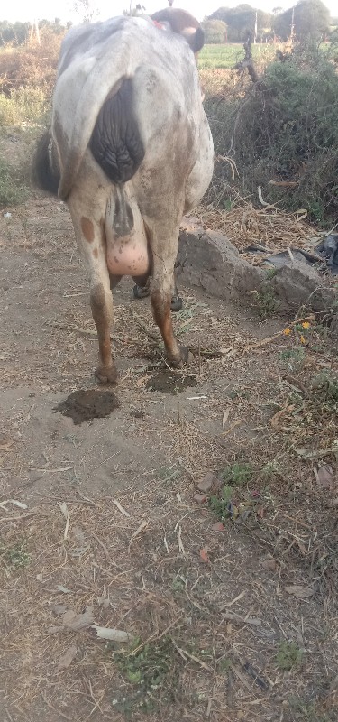 મનસુખ ભાઈ ધડુક