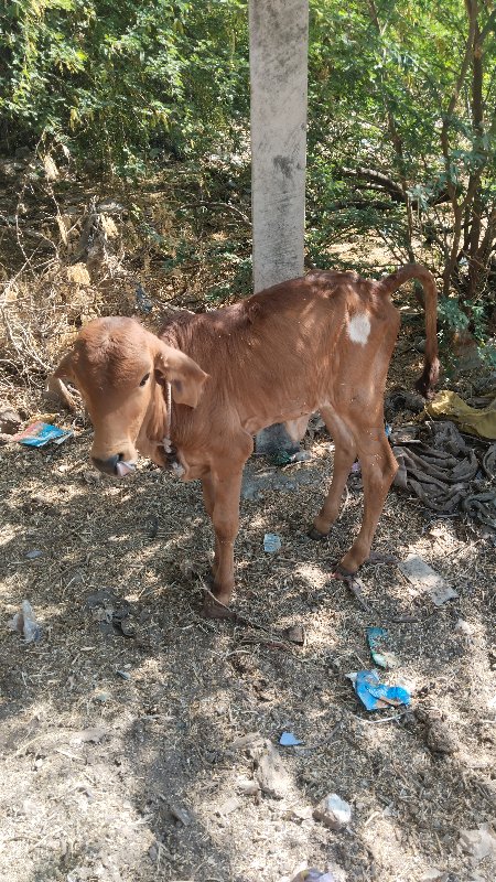 ગાય‌ વેચવાની છે...