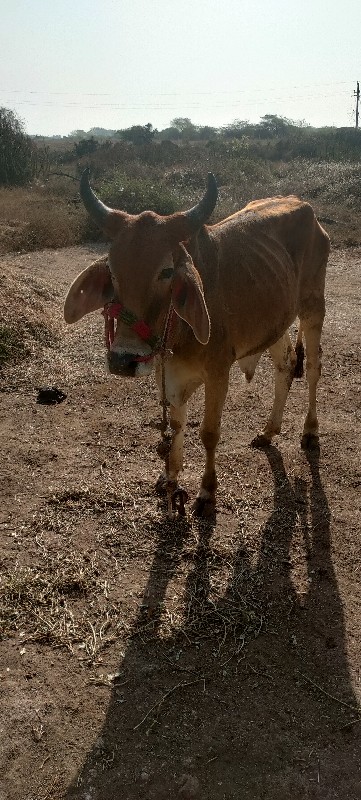 ઘોધલો વેચવનો છે