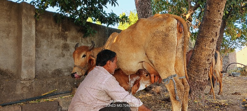 ગાય વેચવાની છે