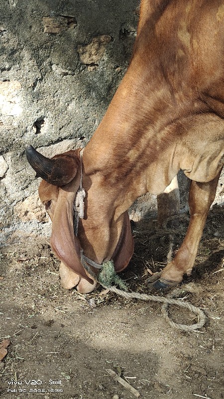 ગીર ગાય ની હોડક...