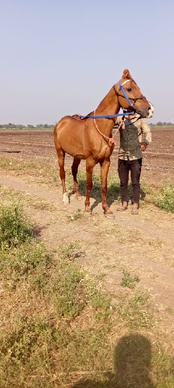 ઘોડો વેચવાનો સે