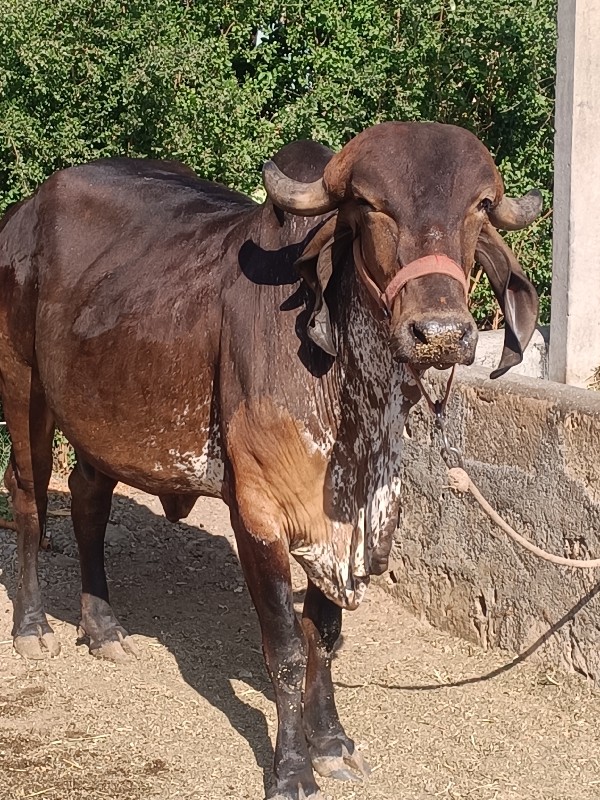 ગાય વેચવાની છે.