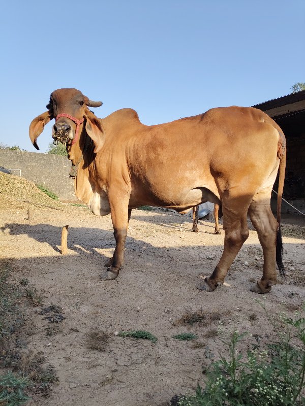 ગીર ગાય વેચવાની...