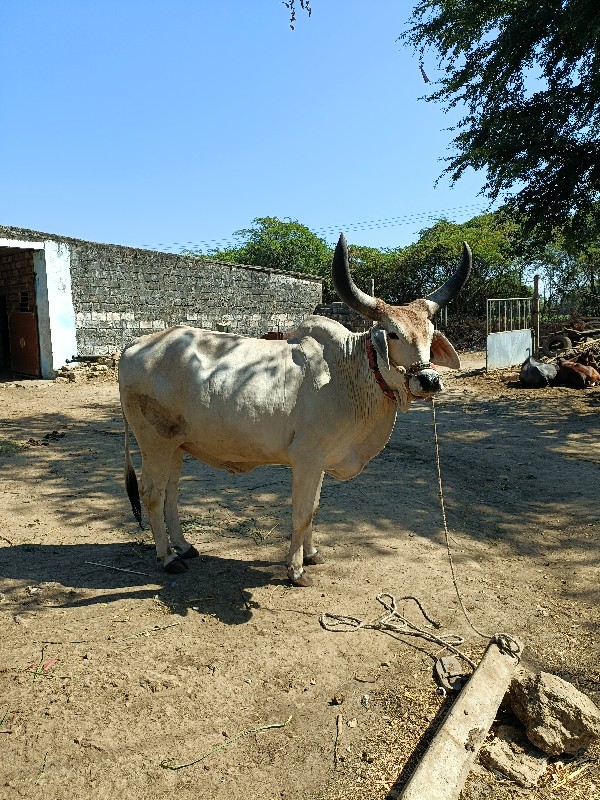 વઢિયારા બળદ