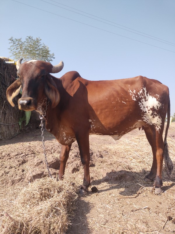 ૧ વેતર