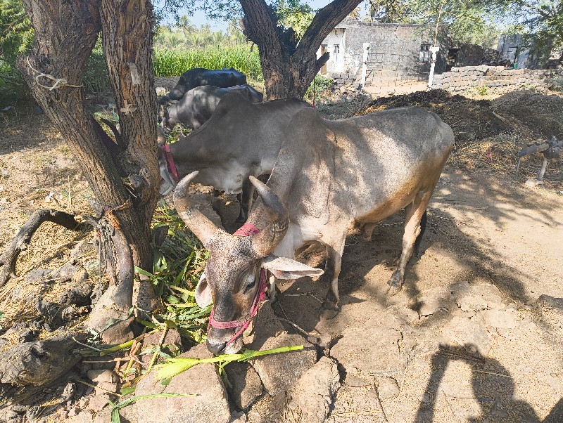 ગોંડલ બીજી ધર મ...