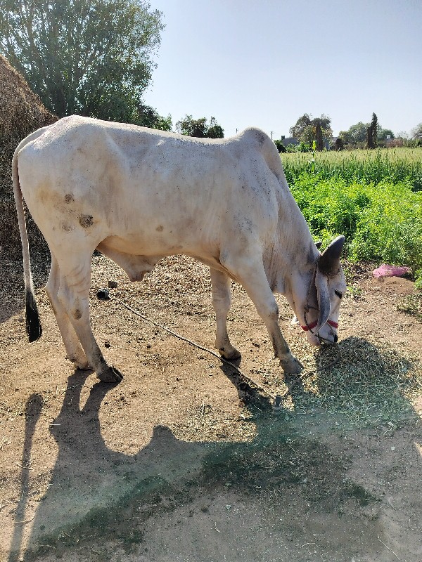 વેચવાનો છે એક જ...