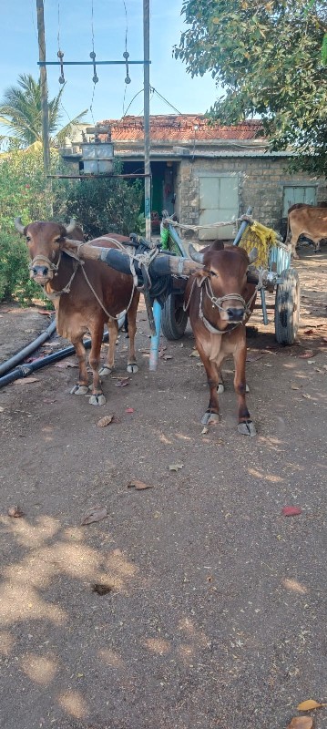 બળદ વેચવાના છે