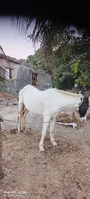 ઘોડી વેચવાની છે