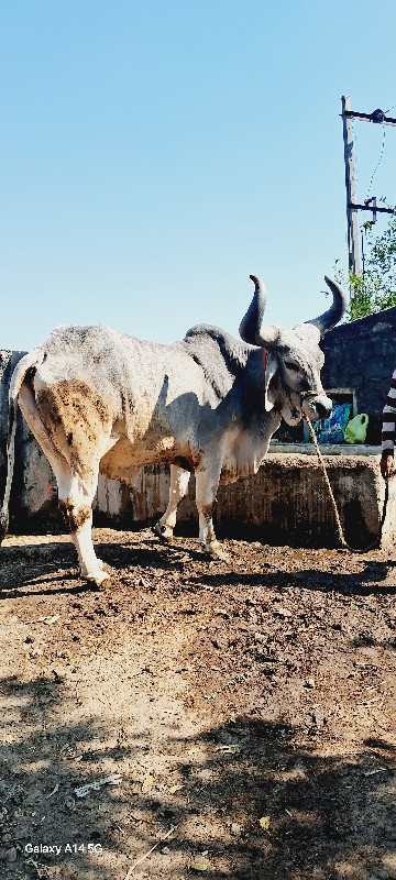 બળધ વેચવા ના છે